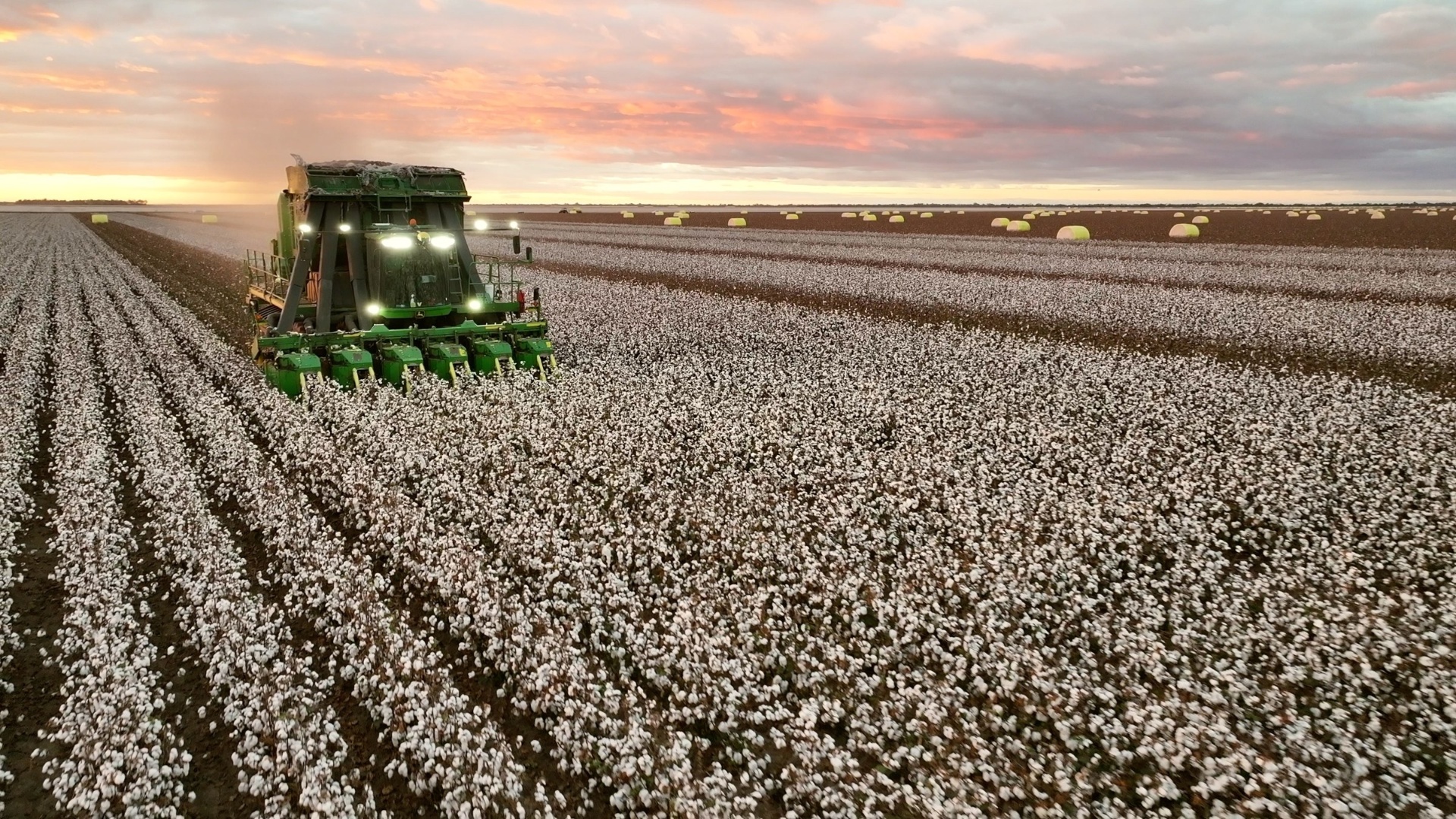 Cotton picker working a full field at sunset